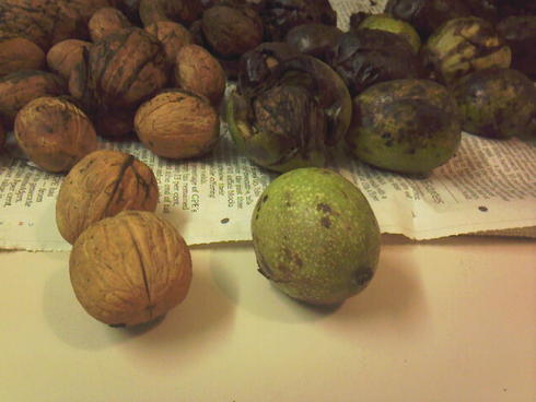 Walnuts Walnuts